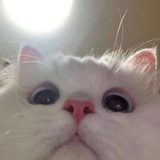晚饭吃什么