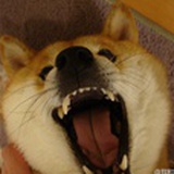 🐕父母皆禍害