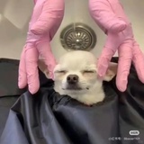 Tengo undo