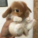 轰隆轰隆小面包
