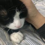 三文鱼腩