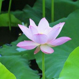 莲因居士