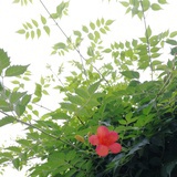 陌上凌霄