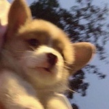 不吃山楂糕
