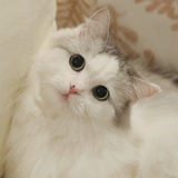 可可可菌