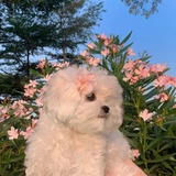momo