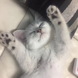 腿毛有猫腻