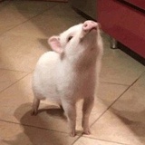 来个刺客