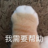 叹气猫猫