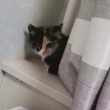 小猪咪喂养大师