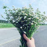 白露不晞