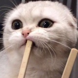 书童童