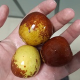 春在
