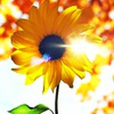 朝花夕拾