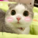 快乐的喵~