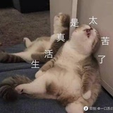 疯了的鱼