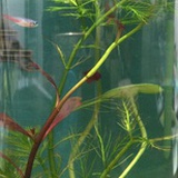 湘柠
