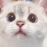 猫猫