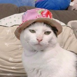 一只大花猫