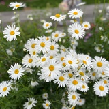 一日看尽长安花