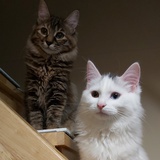 猪猪猫