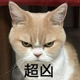 胆小如鼷