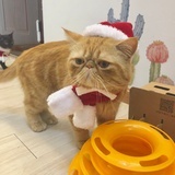 苏大宝