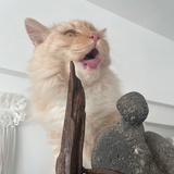飞鱼