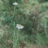 尹希娅