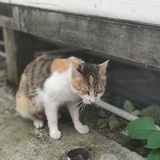 饭团