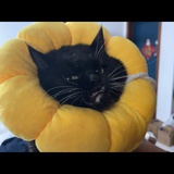 虎虎爱吃瓜瓜