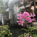 异想天开的紫紫