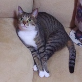 茉莉