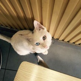 狗狗儿是只猫