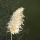 白荻花