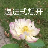 呃呃呃