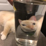 蜜桃四季春