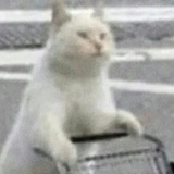 江落