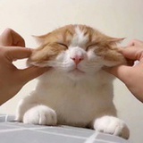 茉黛