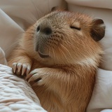 卡皮巴拉在做梦