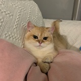 樱桃小园子