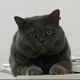刺猬