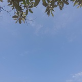 黑田