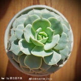蒙古莸