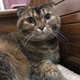 Yan