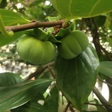 小灯