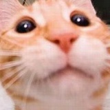 蜂蜜蛋糕
