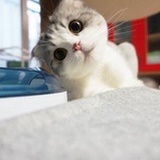 想睡觉