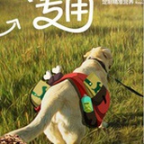 麦顿宠物食品淘