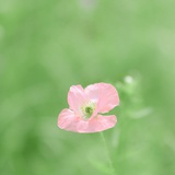 山止川行